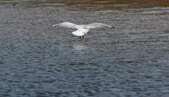 Chroicocephalus novaehollandiae novaehollandiae