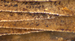 Psathyrella spadiceogrisea