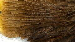 Psathyrella spadiceogrisea