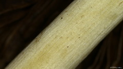 Psathyrella spadiceogrisea