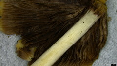 Psathyrella spadiceogrisea