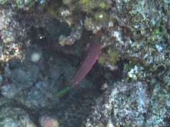 Pseudocheilinus hexataenia