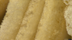 Coprinopsis cineraria