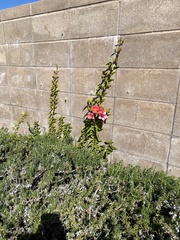 Amphilophium buccinatorium