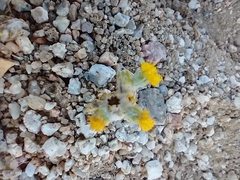 Eriophyllum pringlei