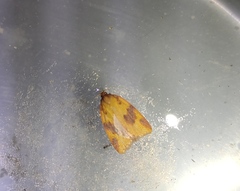 Aphelia peramplana