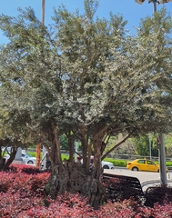 Olea europaea