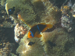 Amphiprion chrysopterus