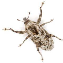 Episcirrus brachialis