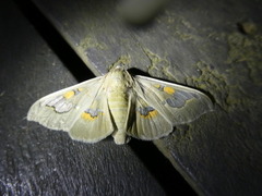 Siga pyronia