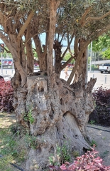 Olea europaea