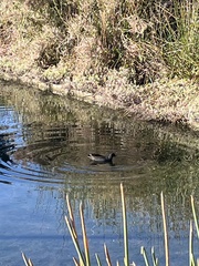 Gallinula tenebrosa tenebrosa