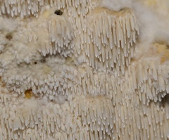 Dentipellicula leptodon