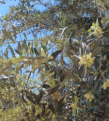Olea europaea
