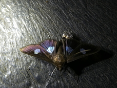 Diaphania exclusalis