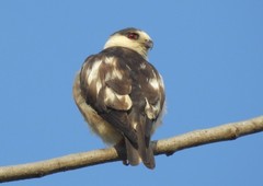 Gampsonyx swainsonii