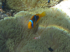 Amphiprion chrysopterus