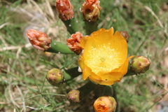 Opuntia elata
