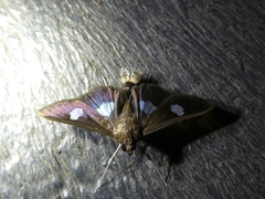 Diaphania exclusalis