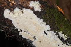 Dentipellicula leptodon