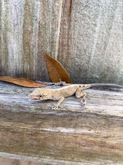 Anolis sagrei