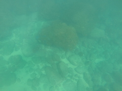 Johnrandallia nigrirostris