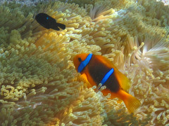 Amphiprion chrysopterus