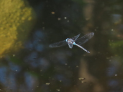 Rhionaeschna jalapensis