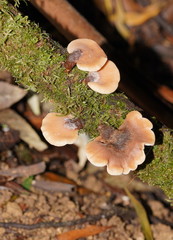 Lentinellus pulvinulus