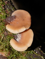 Lentinellus pulvinulus