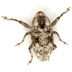 Episcirrus brachialis