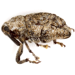 Episcirrus brachialis