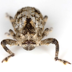 Episcirrus brachialis