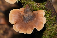 Lentinellus pulvinulus