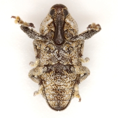 Episcirrus brachialis