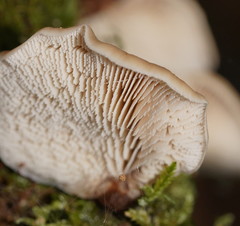 Lentinellus pulvinulus