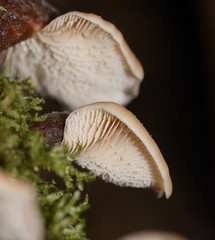 Lentinellus pulvinulus