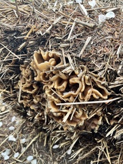 Fungi