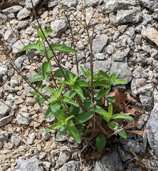 Brickellia cylindracea