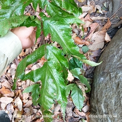 Tectaria heracleifolia
