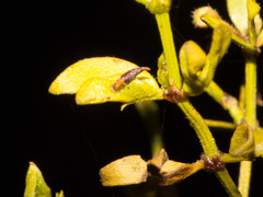 Asphondylia silicula