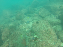 Johnrandallia nigrirostris