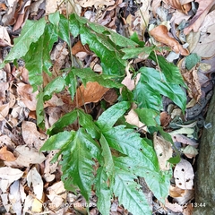 Tectaria heracleifolia