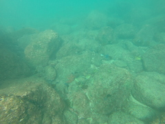 Johnrandallia nigrirostris