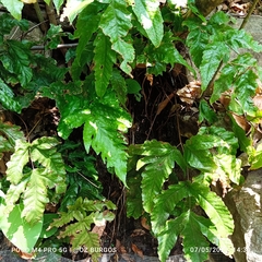 Tectaria heracleifolia