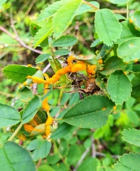 Phragmidium rosae-multiflorae
