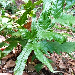 Tectaria heracleifolia