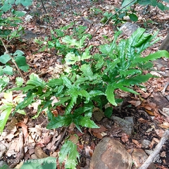 Tectaria heracleifolia