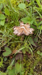 Psathyrella spadiceogrisea