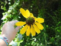 Rudbeckia maxima